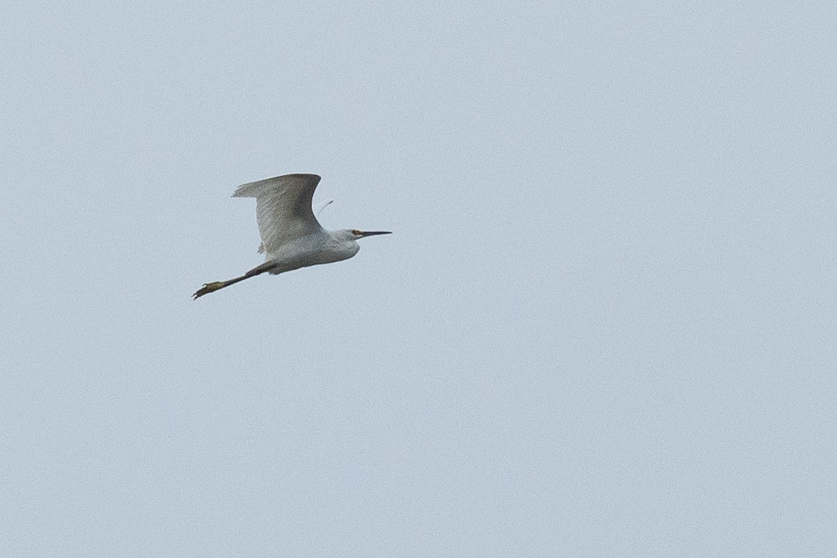 Snowy Egret - ML641355305