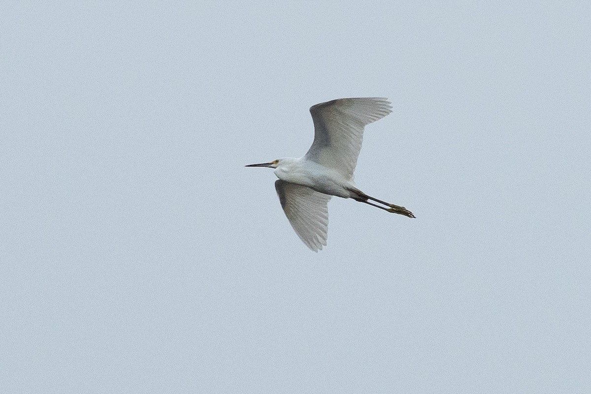 Snowy Egret - ML641355306
