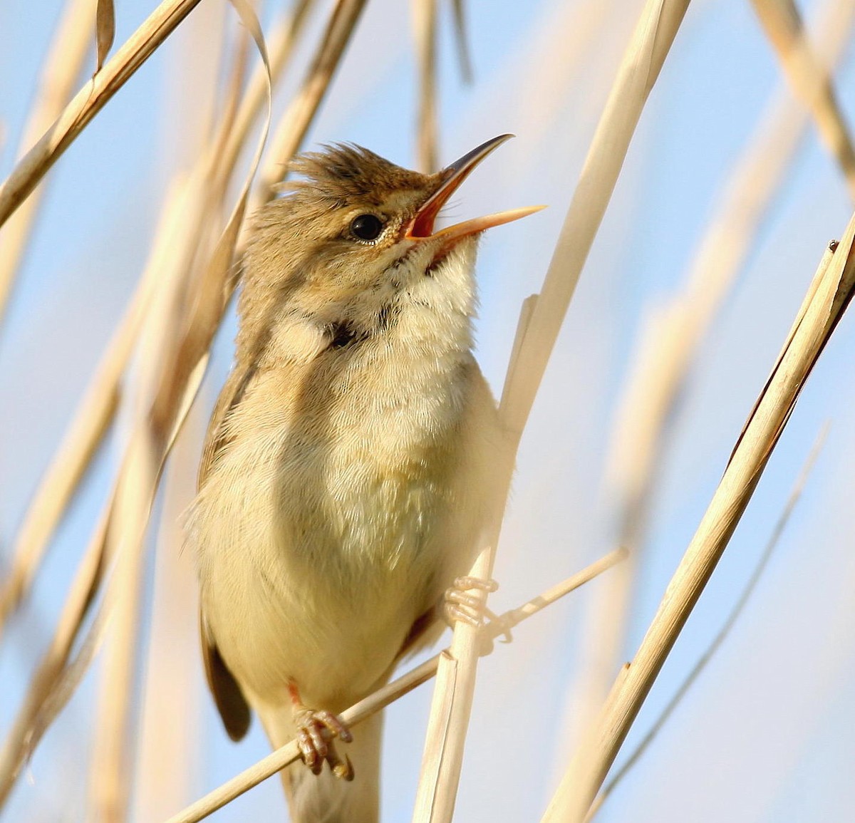 Marsh Warbler - ML641355320