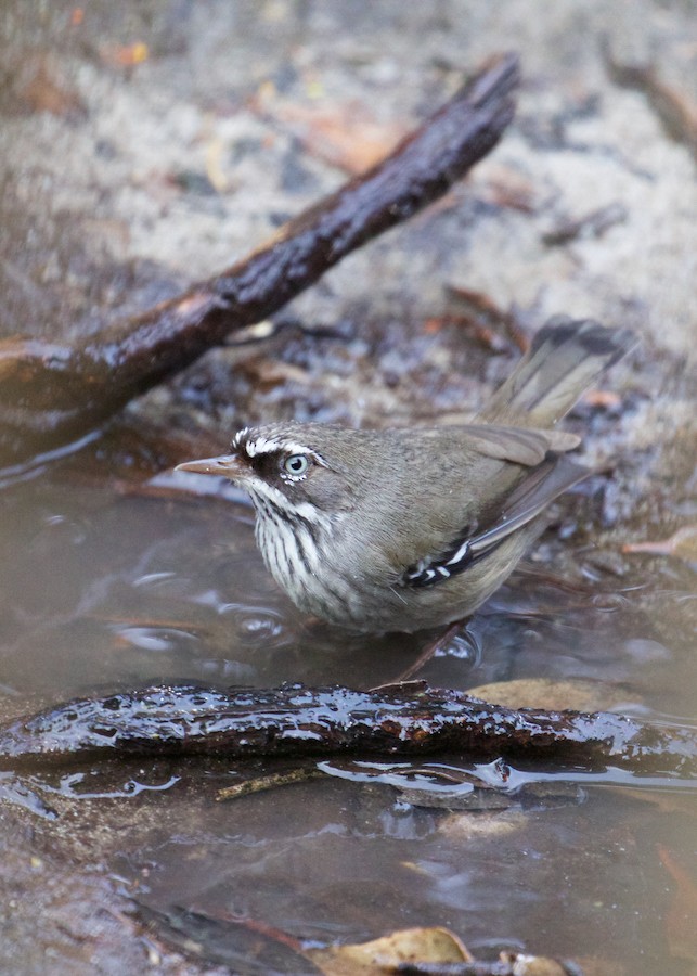 Spotted Scrubwren - ML641355336