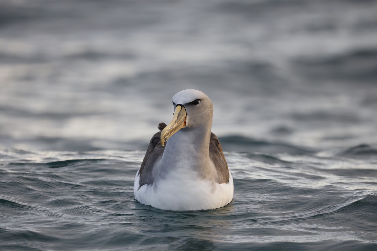 Salvin's Albatross - ML641355340