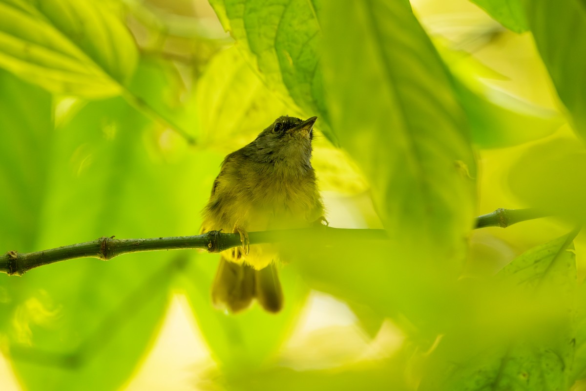 Russet-crowned Warbler - ML641355361