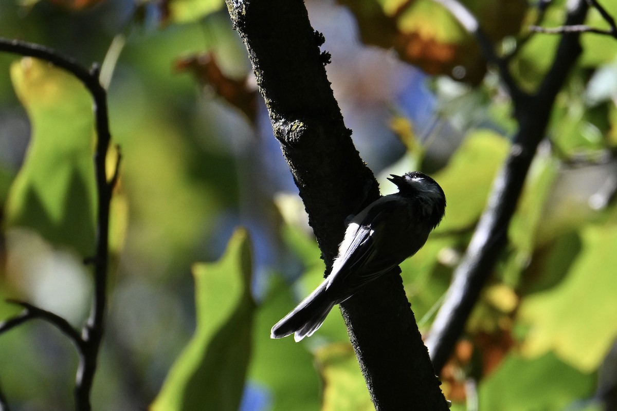 Mésange à tête noire - ML641355420