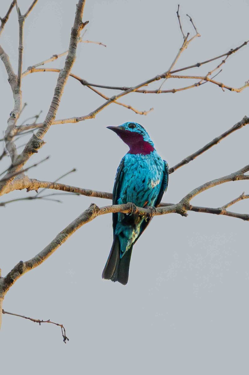 Spangled Cotinga - ML641355439