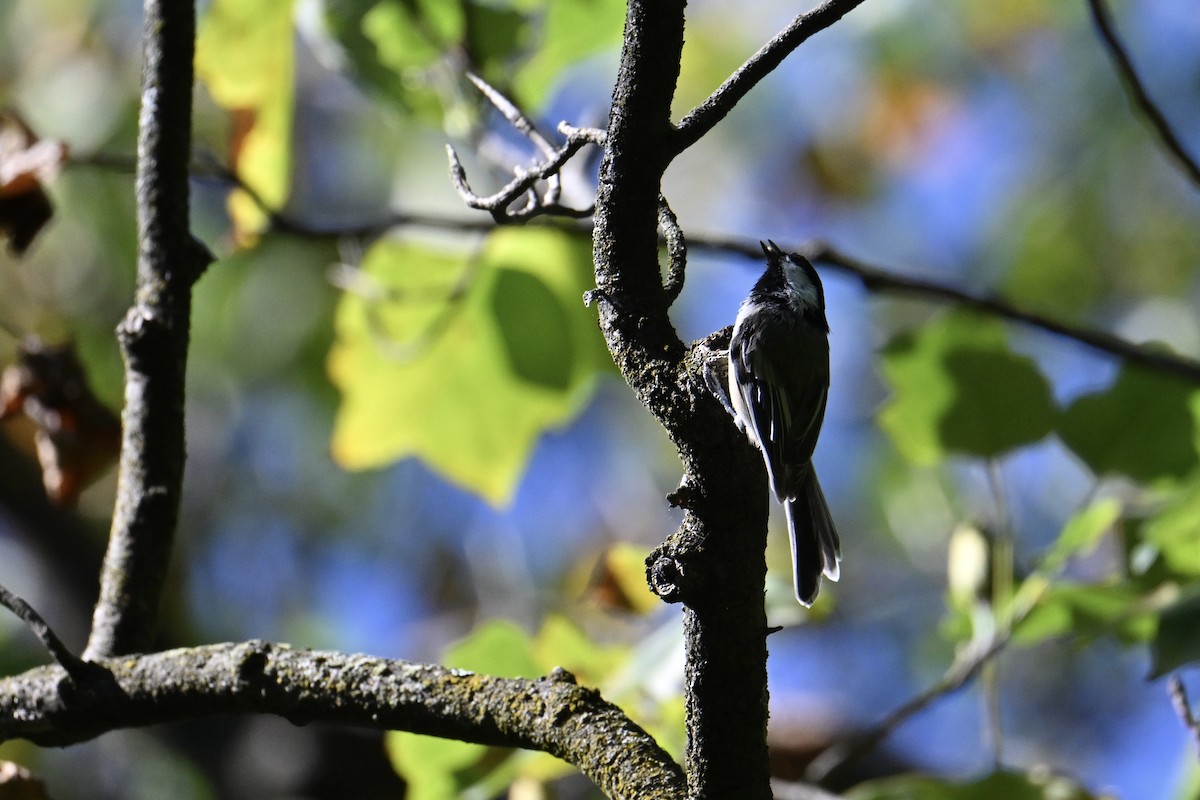Mésange à tête noire - ML641355520