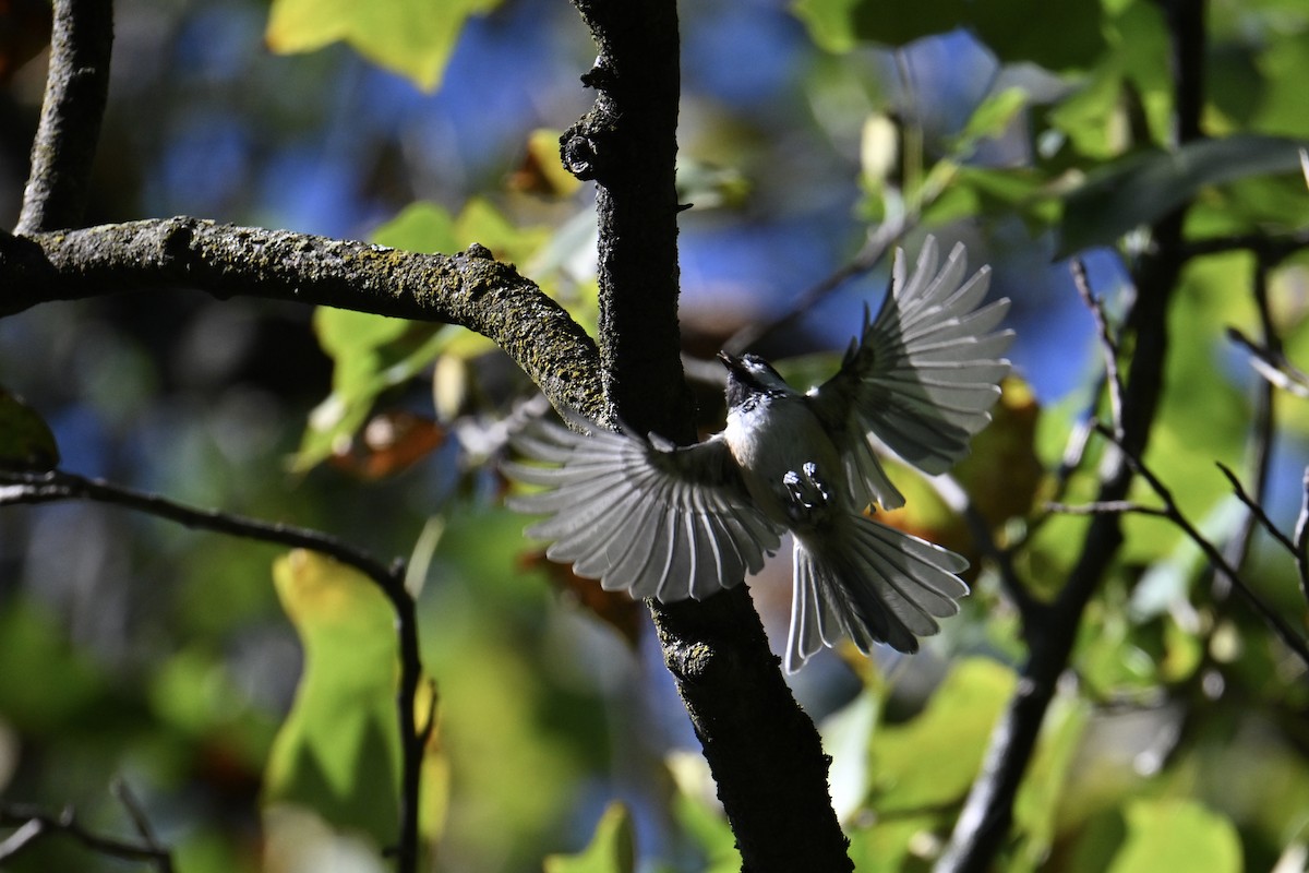 Mésange à tête noire - ML641355521