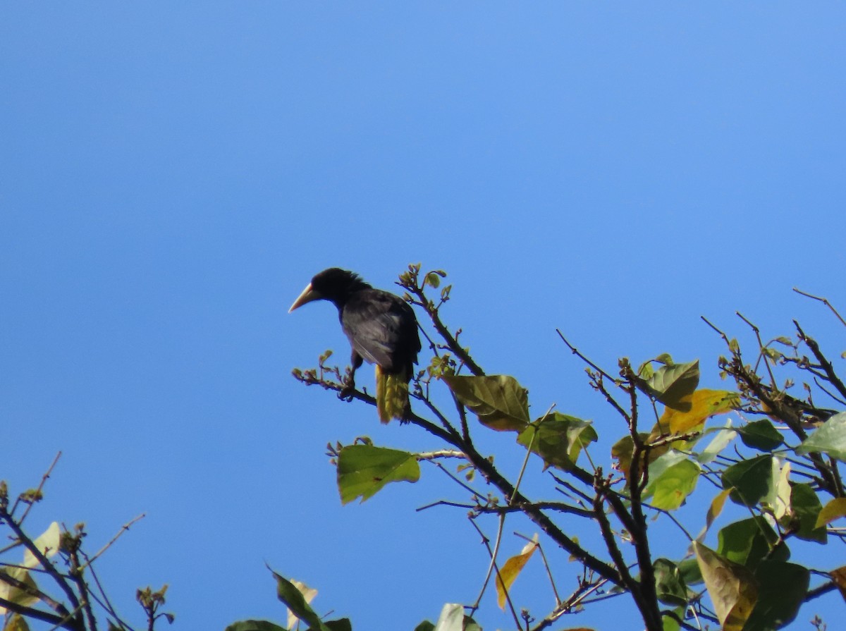 soldatoropendola - ML641355528