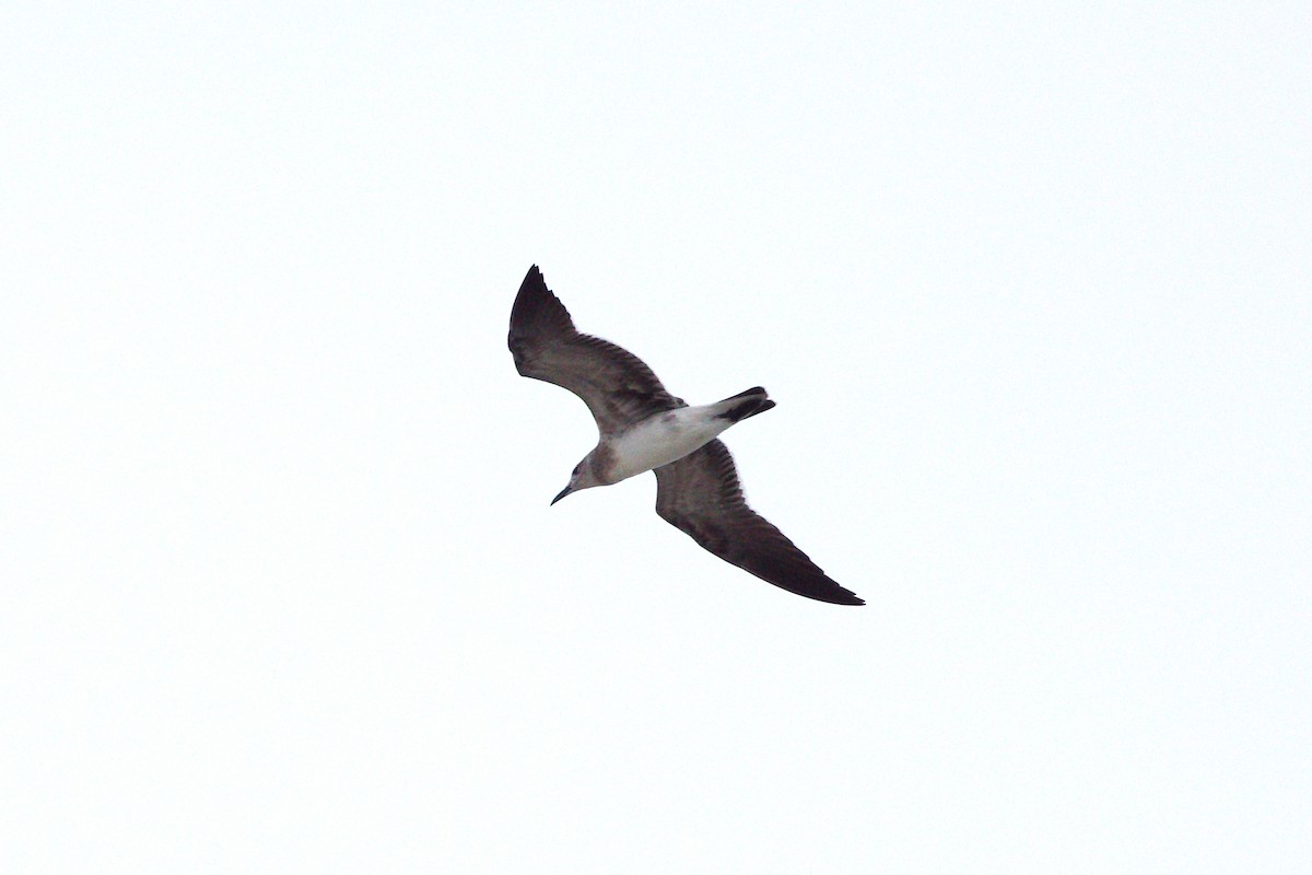 Laughing Gull - ML641355573