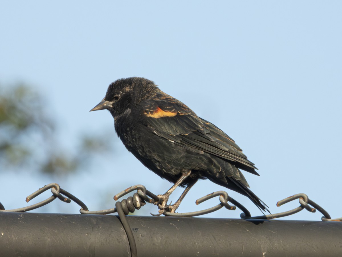 Red-winged Blackbird - ML641355623