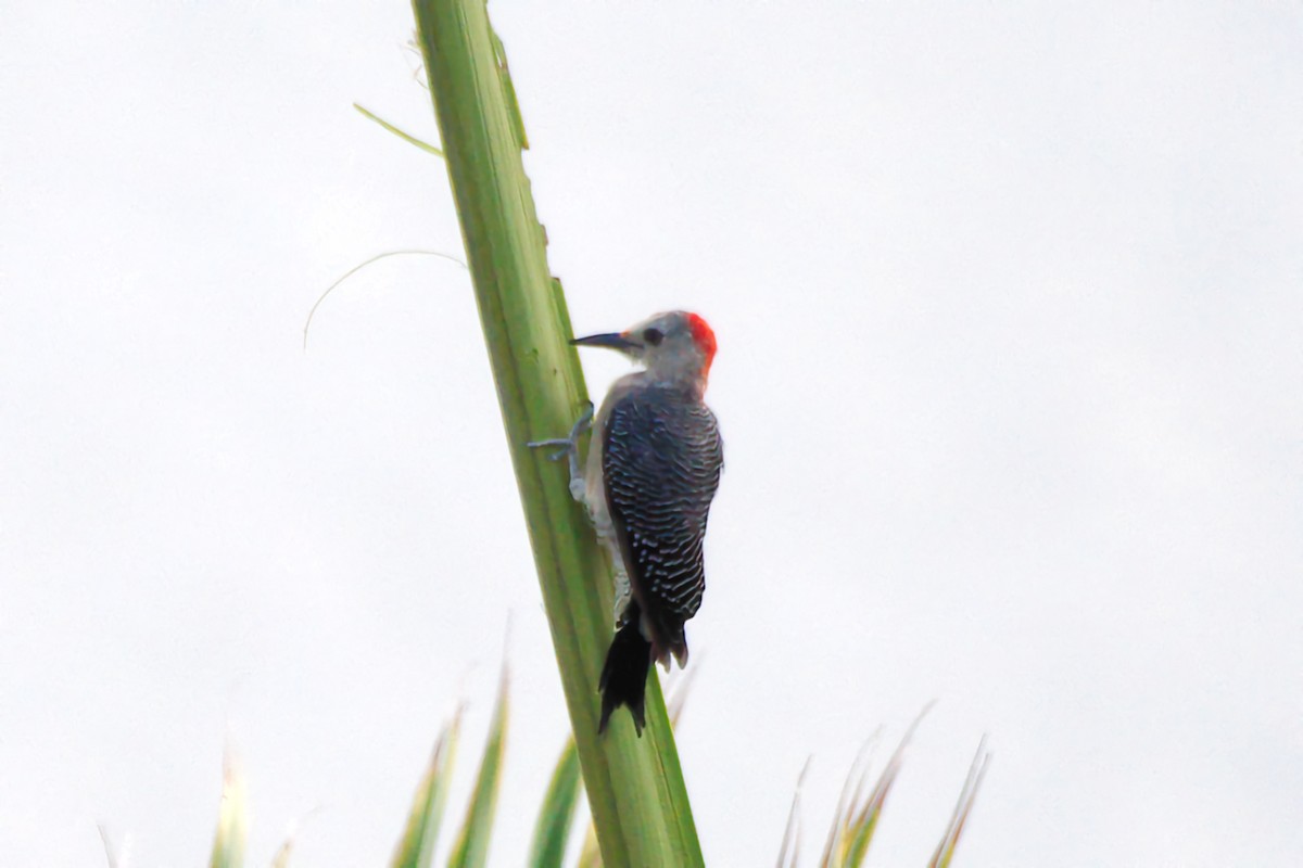 Yucatan Woodpecker - ML641355628