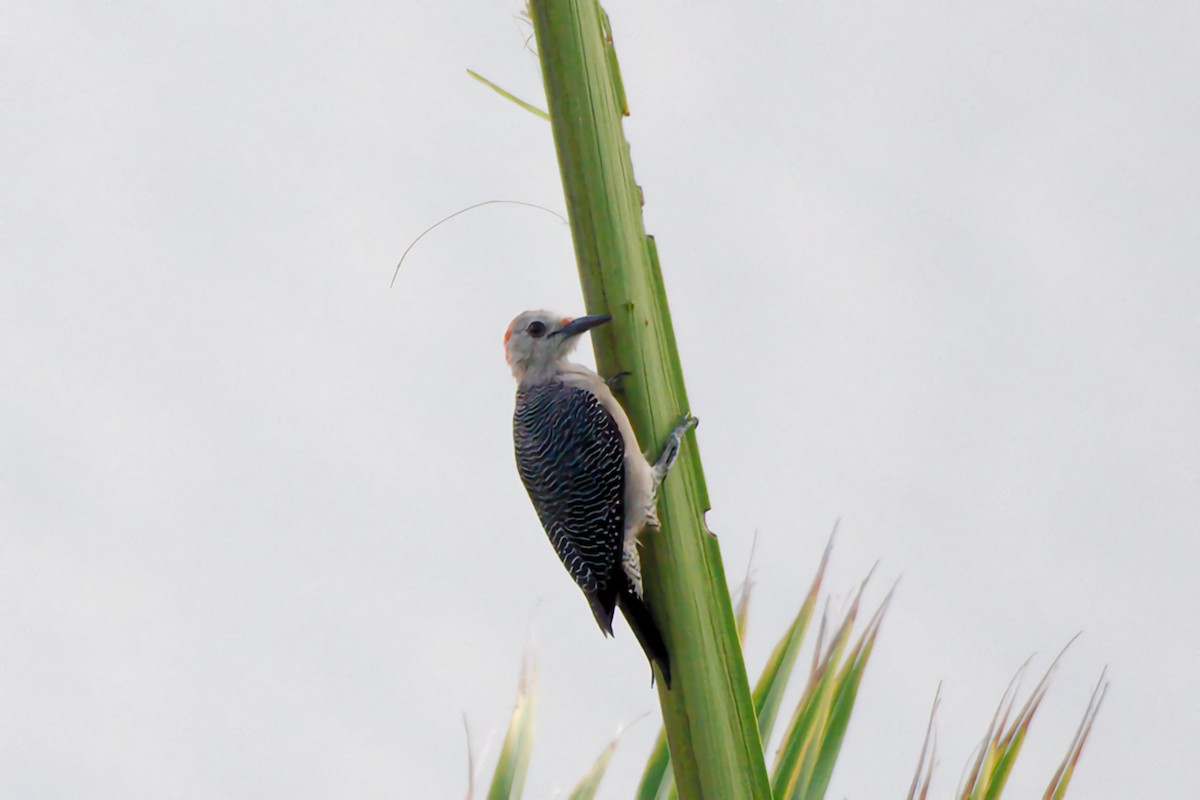 Yucatan Woodpecker - ML641355629