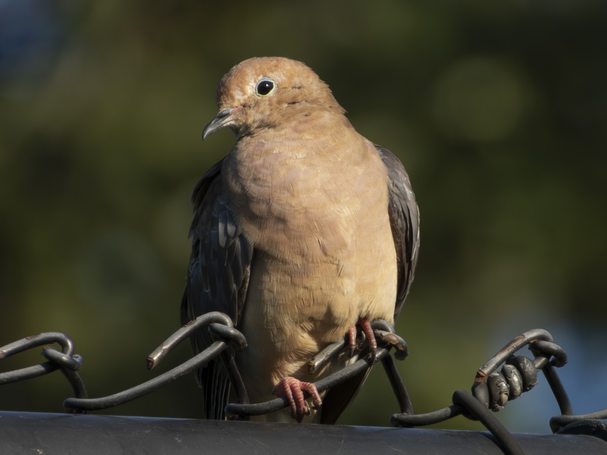 Mourning Dove - ML641355630