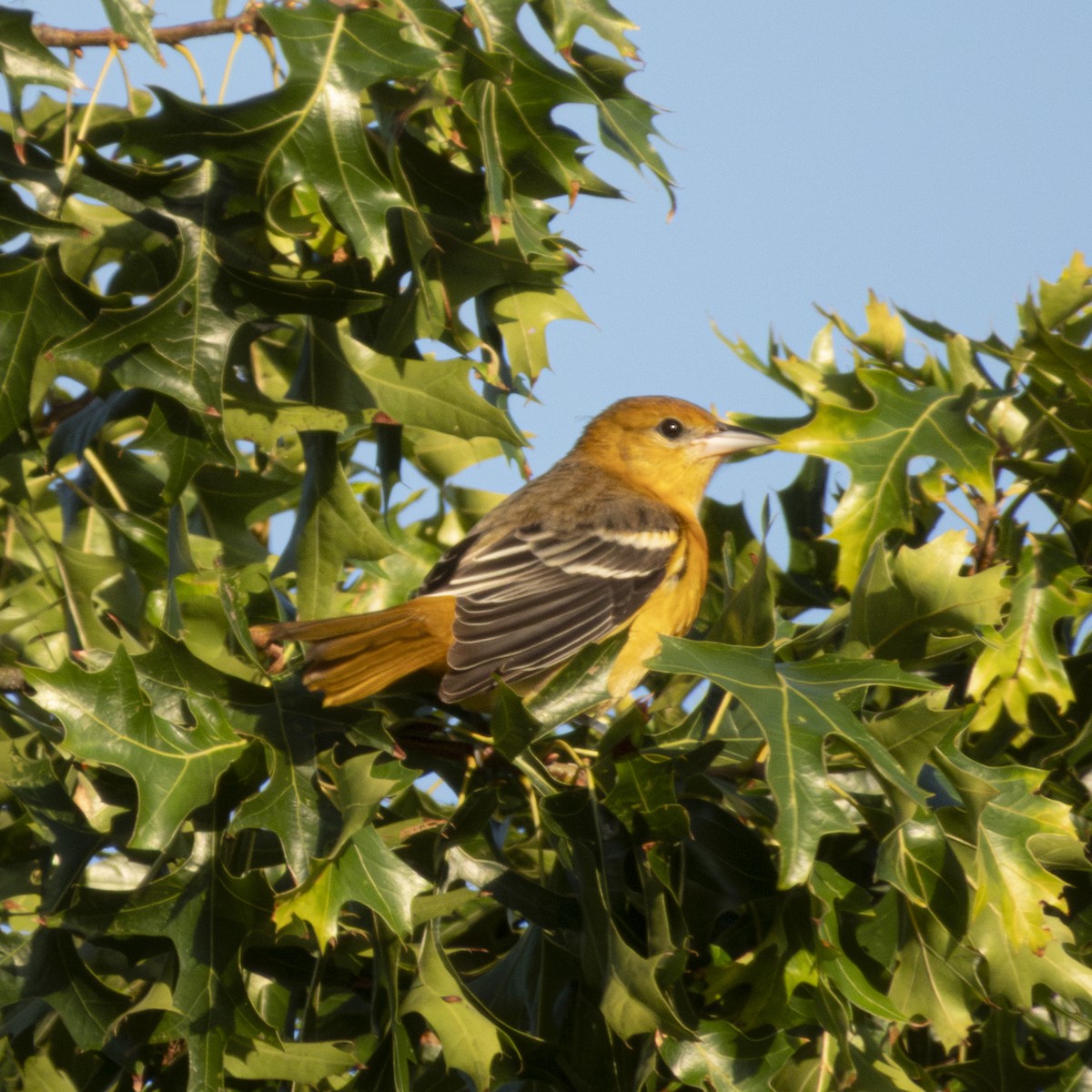 Baltimore Oriole - ML641355637