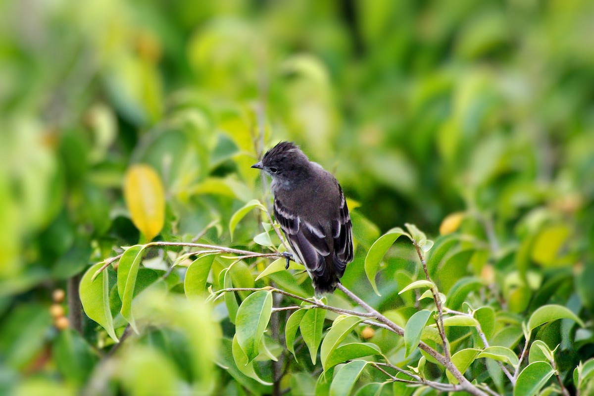 Yellow-bellied Elaenia - ML641355639