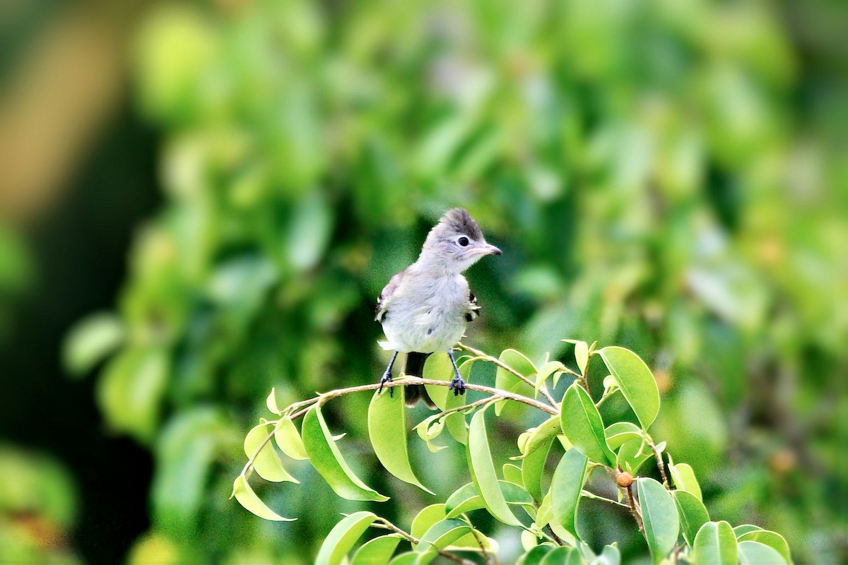 Yellow-bellied Elaenia - ML641355640