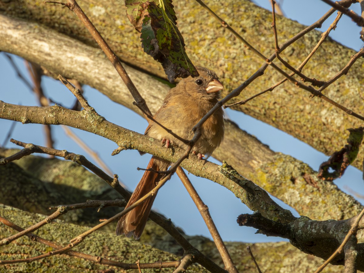 Northern Cardinal - ML641355641