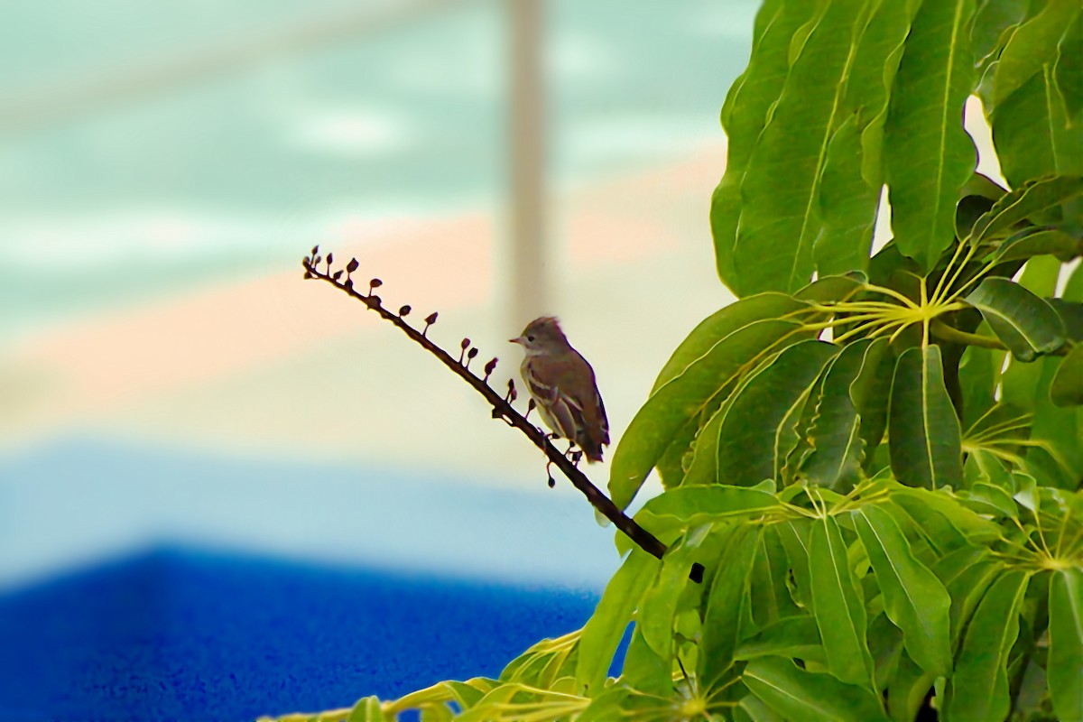 Yellow-bellied Elaenia - ML641355644