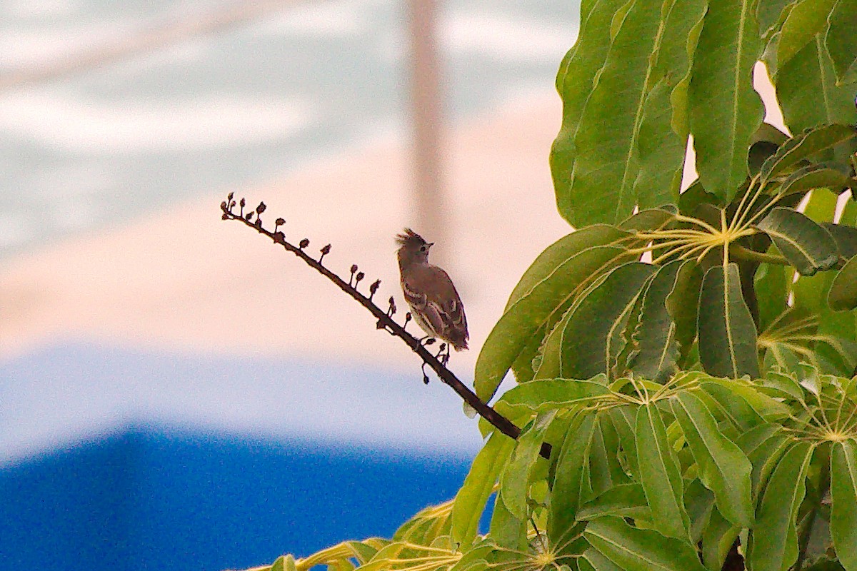 Yellow-bellied Elaenia - ML641355645