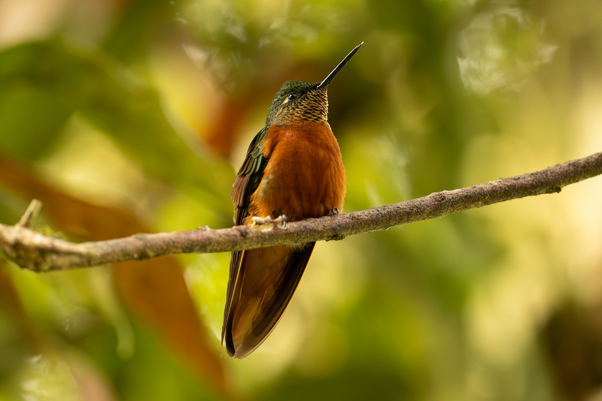 Rotbauchkolibri - ML641355653