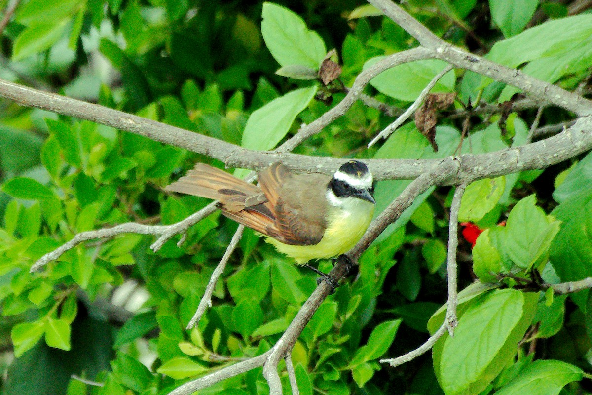 Great Kiskadee - ML641355661