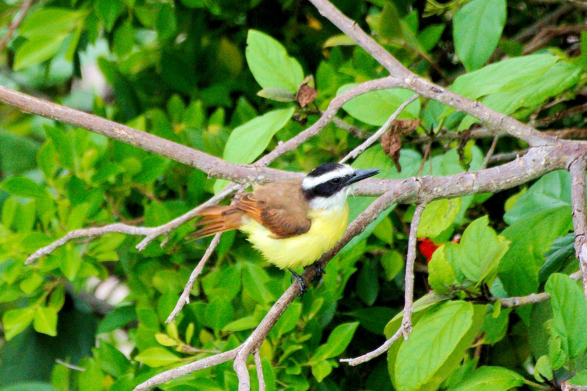 Great Kiskadee - ML641355662