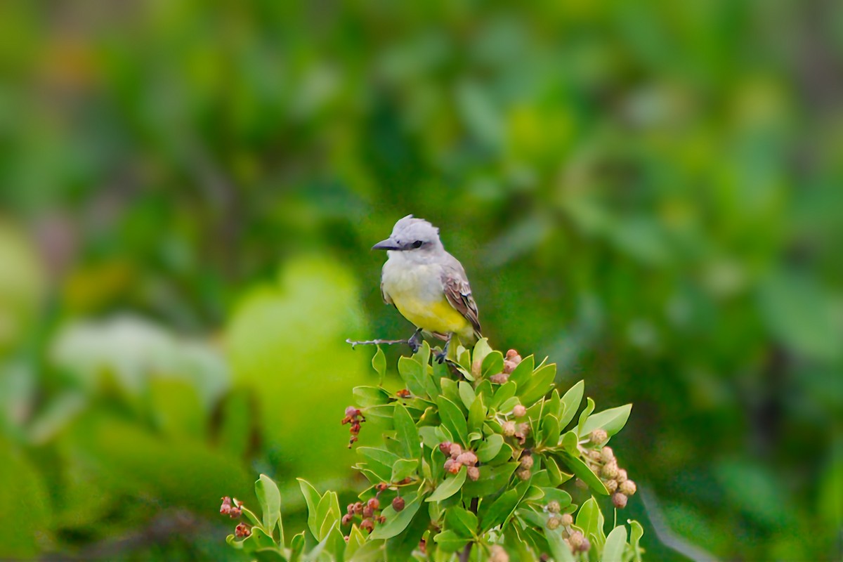 Tropical Kingbird - ML641355668