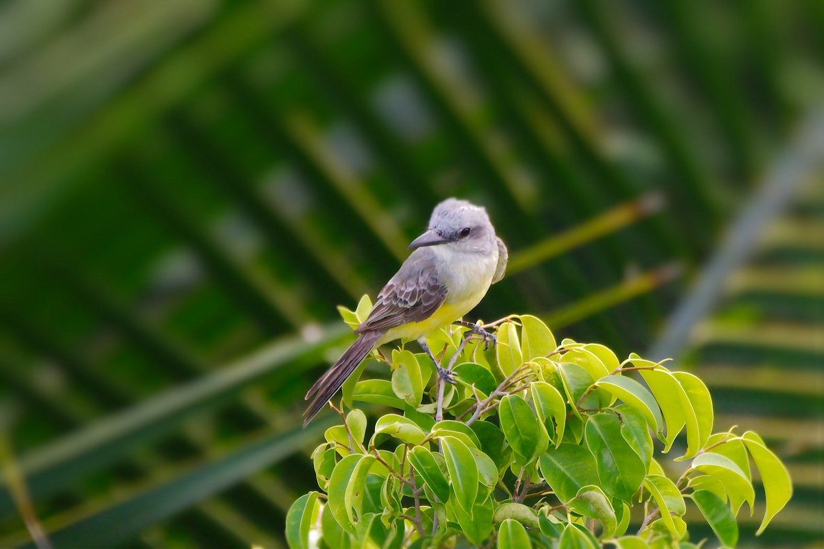 Tropical Kingbird - ML641355669
