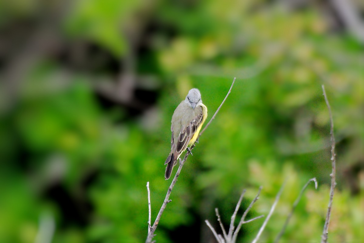 Tropical Kingbird - ML641355670