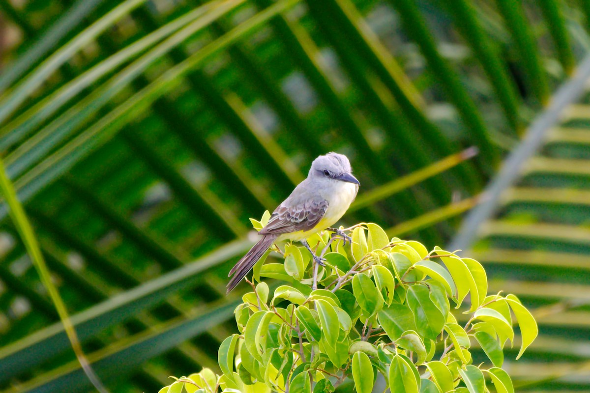 Tropical Kingbird - ML641355672