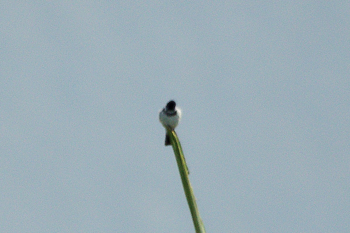 Morelet's Seedeater - ML641355679