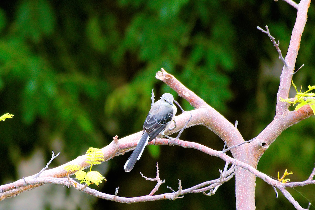 Tropical Mockingbird - ML641355708