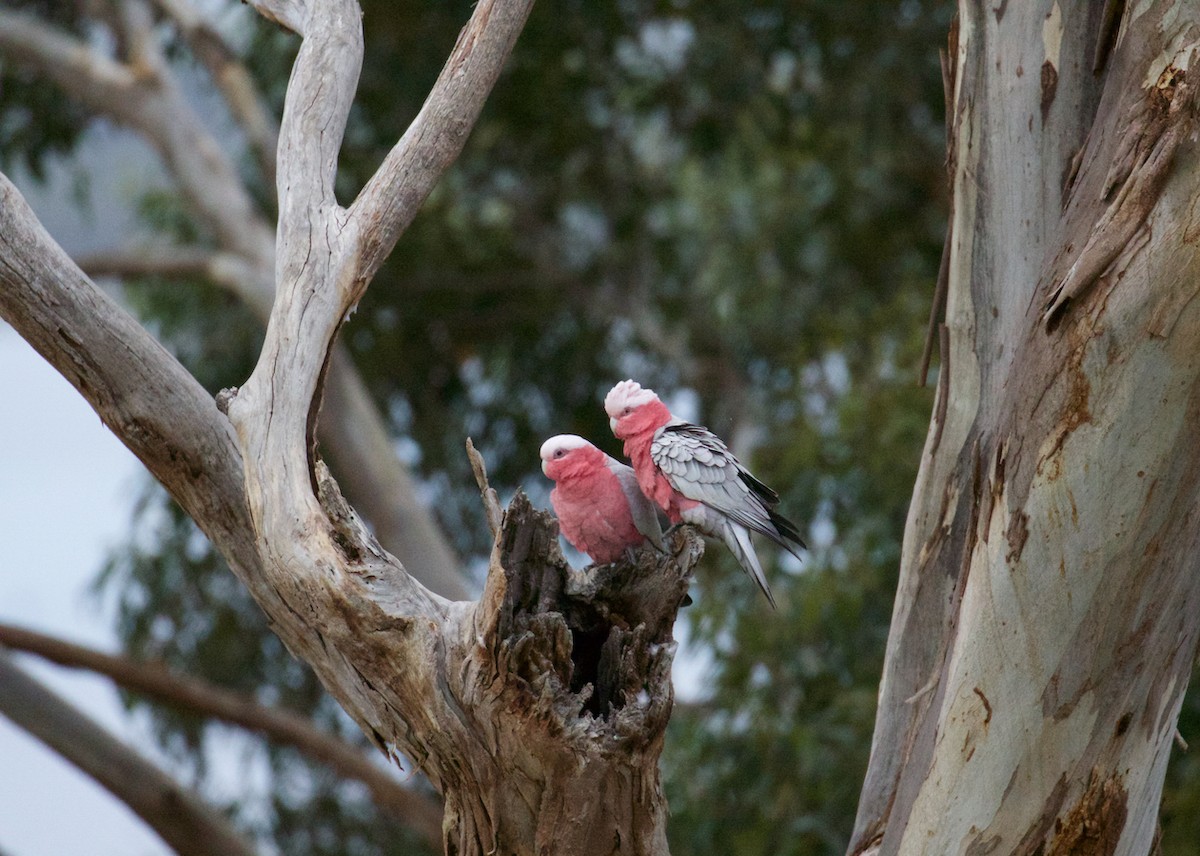 Galah - ML641355738