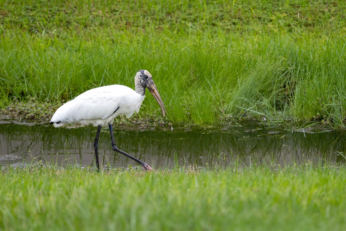 Wood Stork - ML641355794