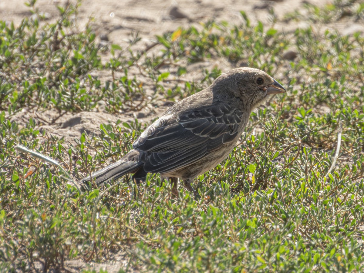 Brown-headed Cowbird - ML641355817