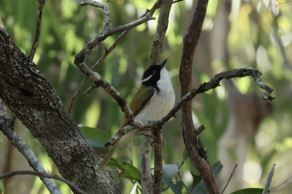 White-throated Honeyeater - ML641355824