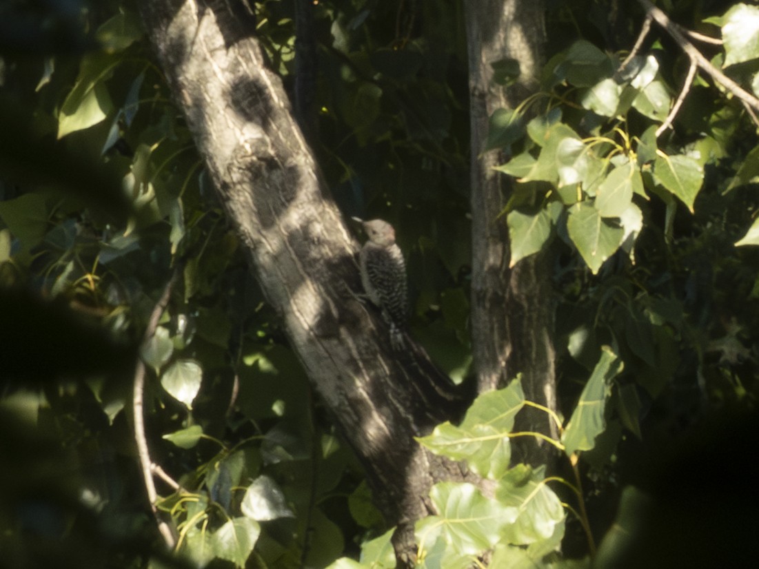 Red-bellied Woodpecker - ML641355825