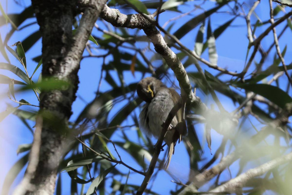 Yellow-faced Honeyeater - ML641355842