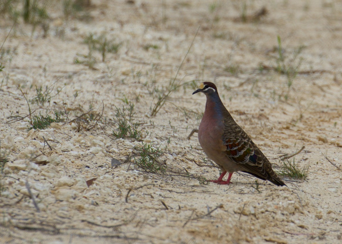 Common Bronzewing - ML641355853