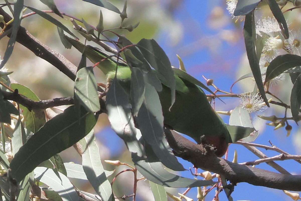 Little Lorikeet - ML641355861