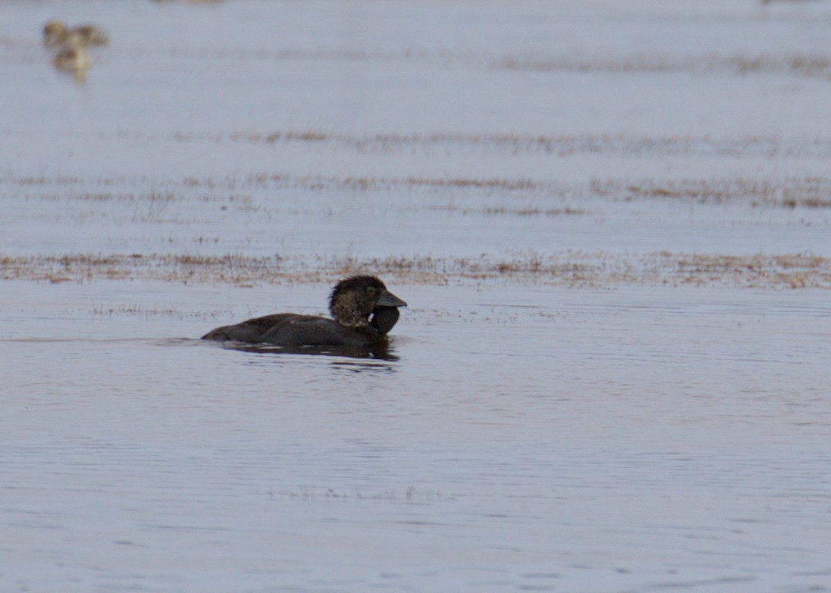 Musk Duck - ML641355885