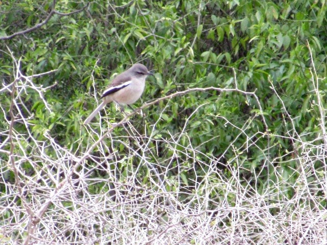 White-banded Mockingbird - ML641355920