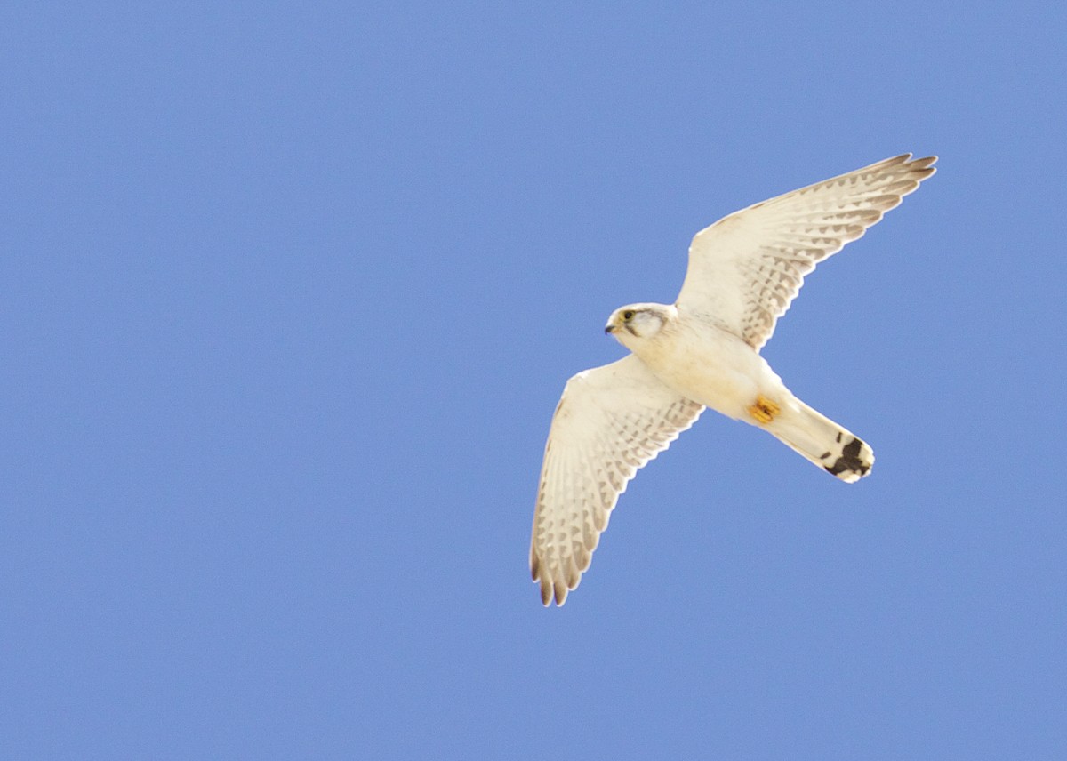 Nankeen Kestrel - ML641355940