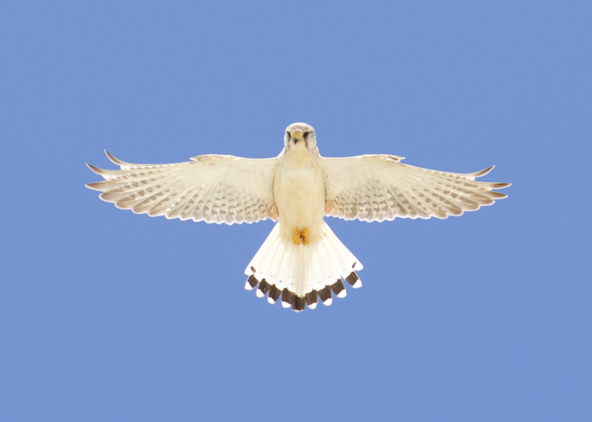 Nankeen Kestrel - ML641355941