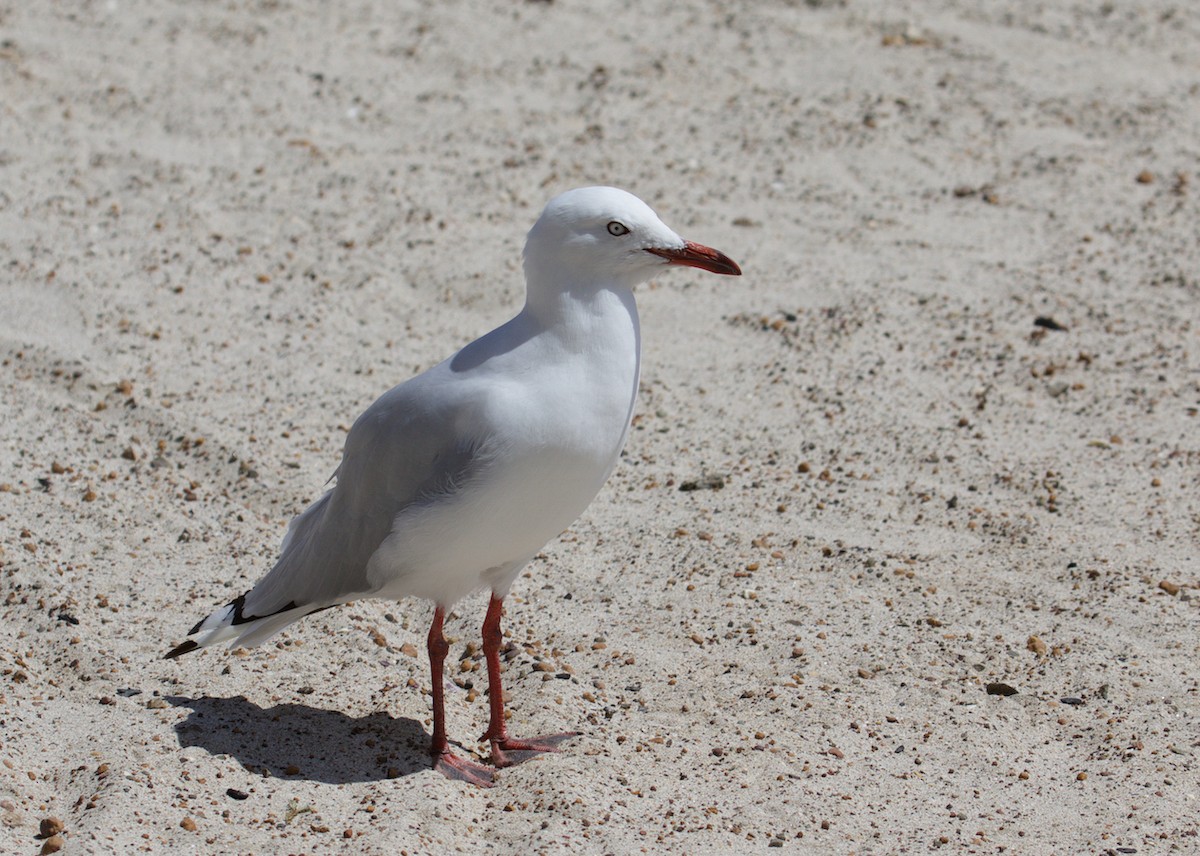 Silver Gull - ML641355951