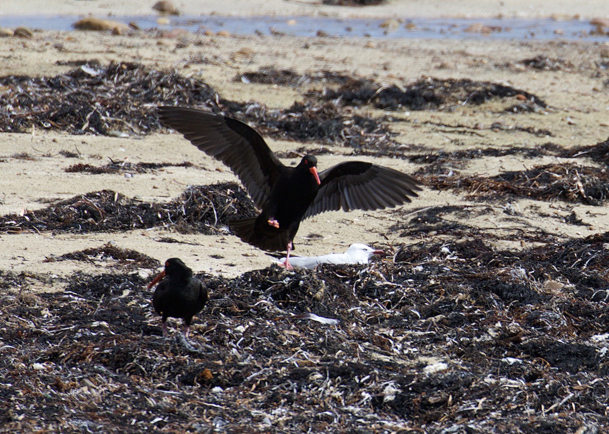 Sooty Oystercatcher - ML641355959