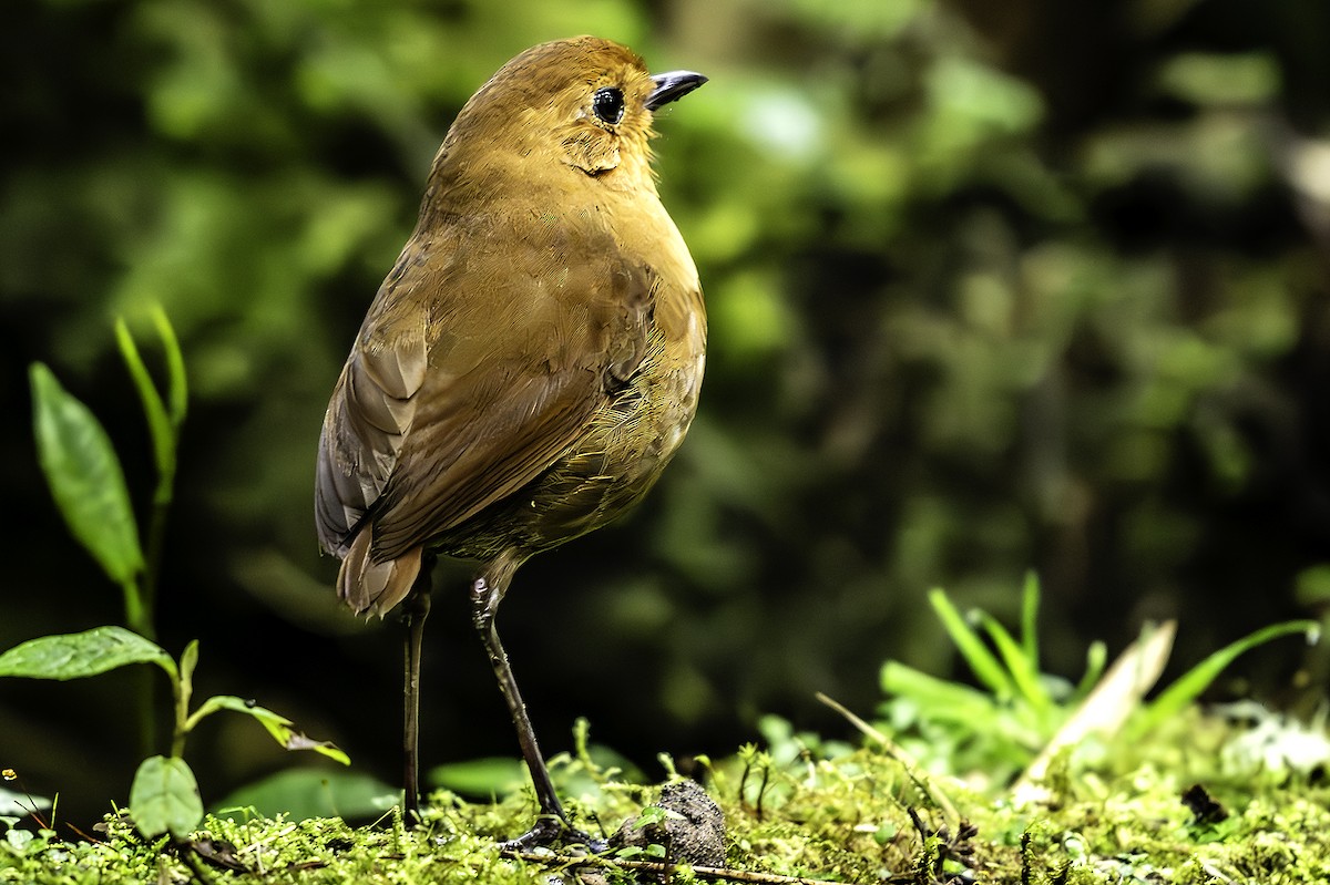 Equatorial Antpitta - ML641355964