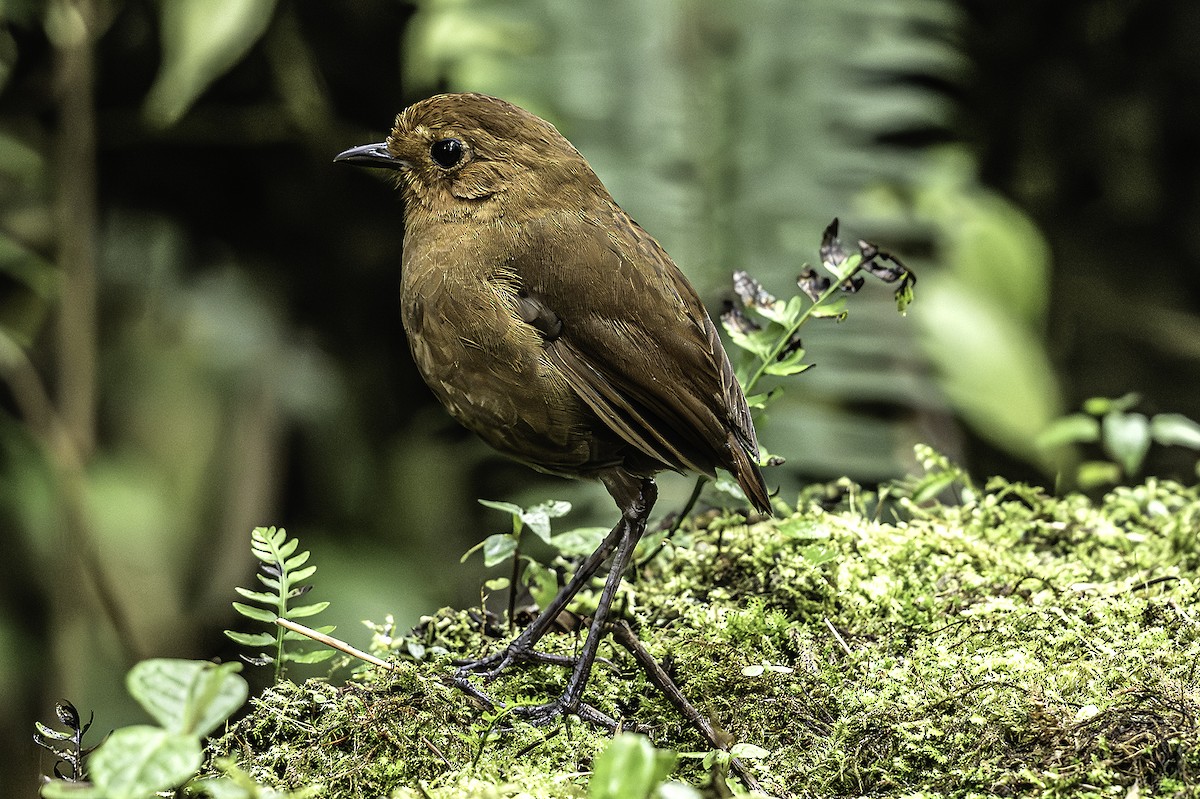 Equatorial Antpitta - ML641355965