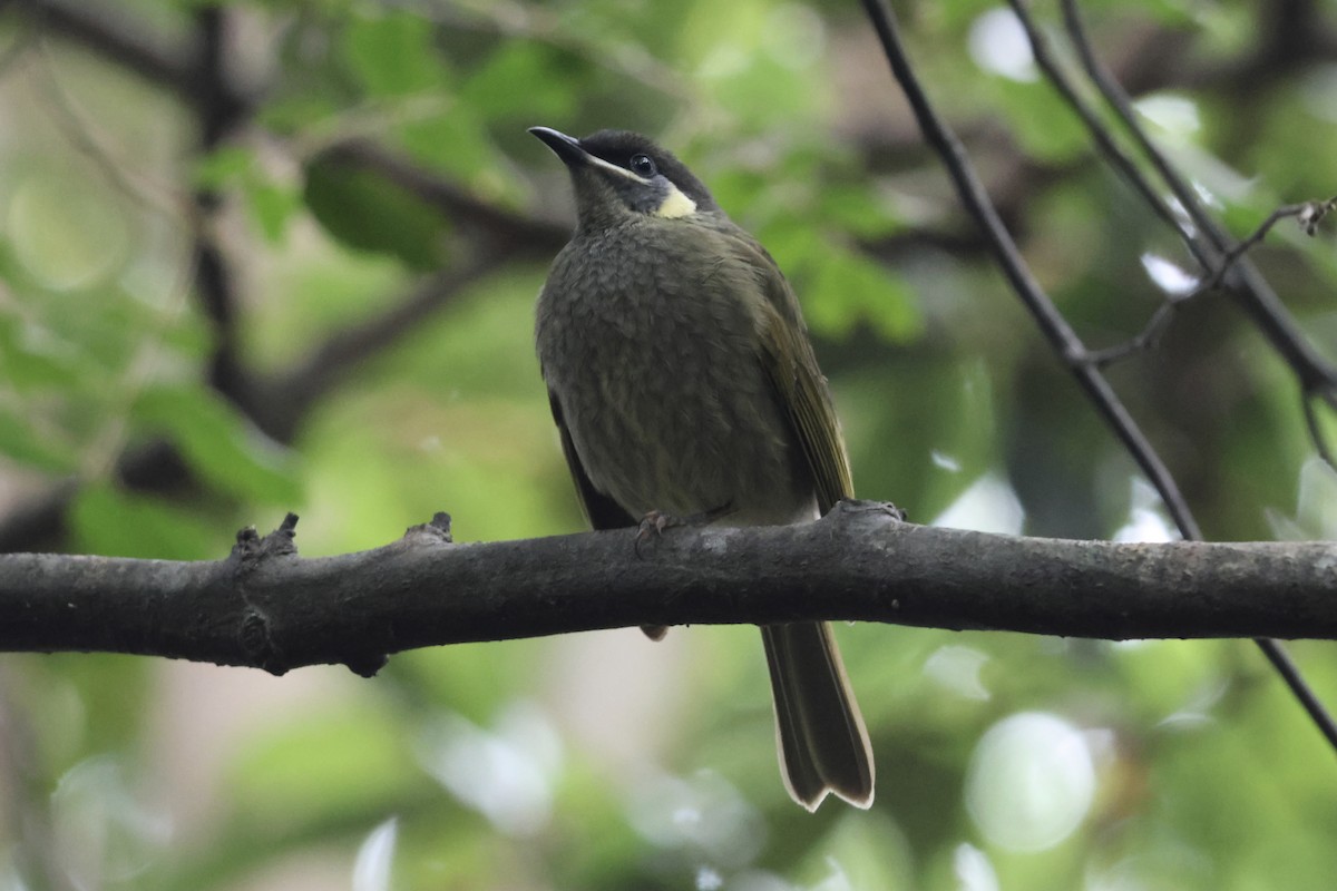 Lewin's Honeyeater - ML641355970