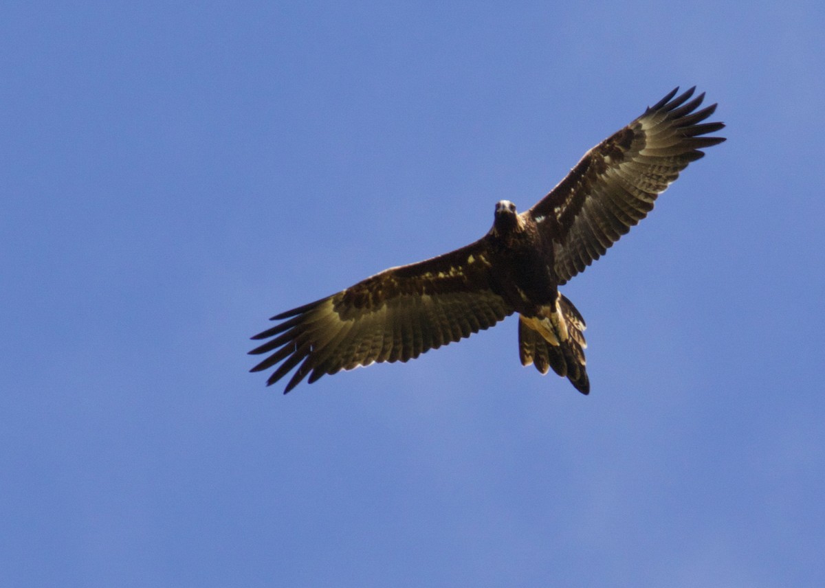 Aigle d'Australie - ML641355981