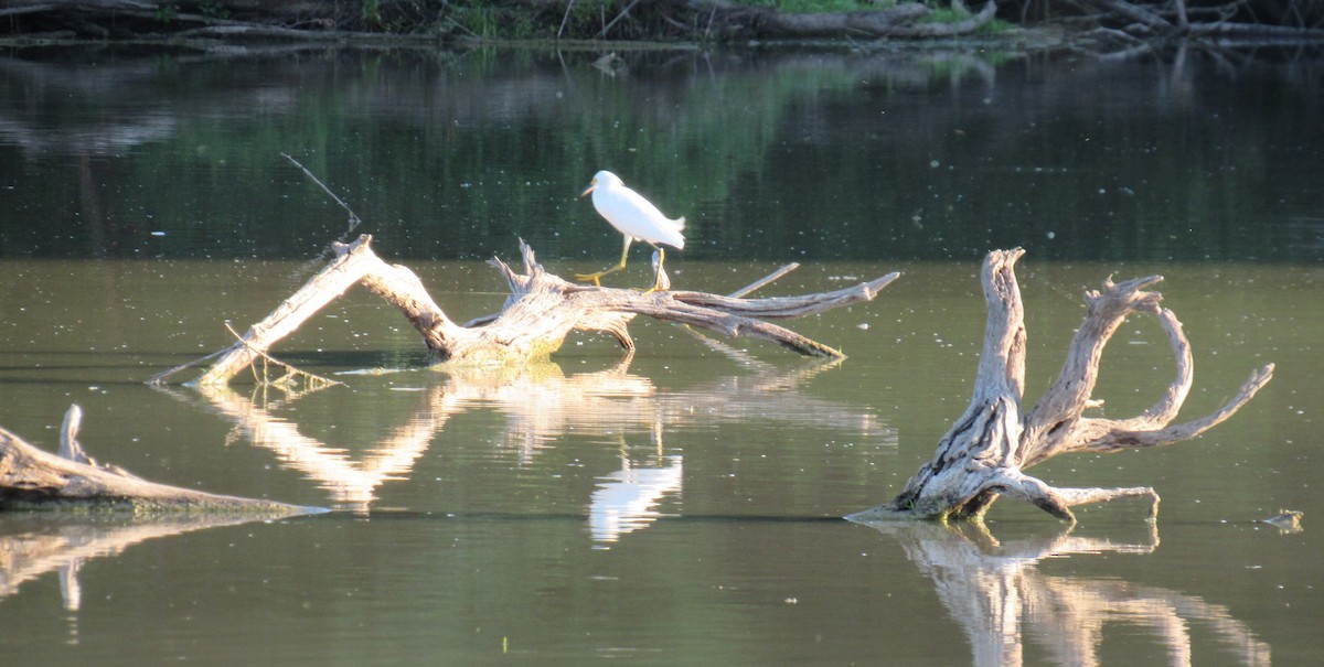 Snowy Egret - ML641356031